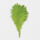Southern Giant Curled Mustard Greens