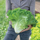 Gordini Summer Crisp Lettuce (Batavia)