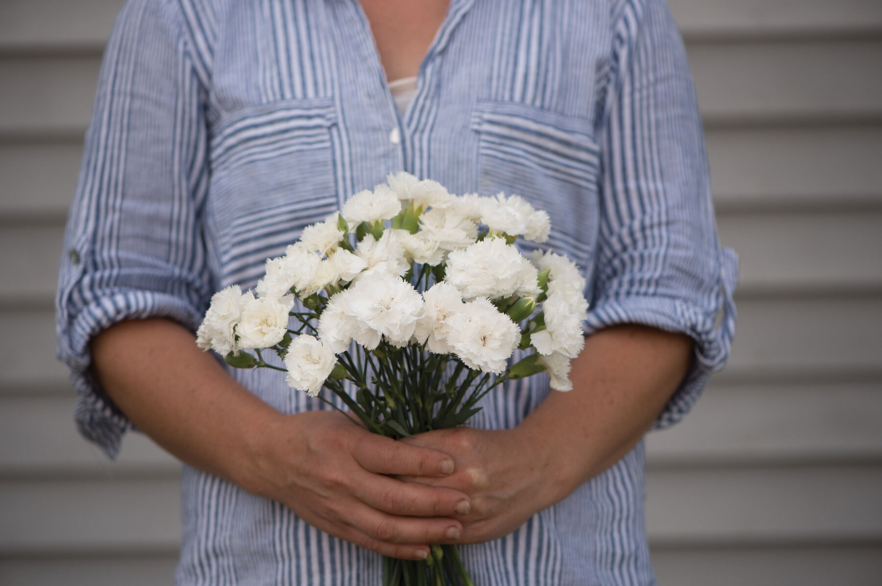 Chabaud Jeanne Dionis Dianthus (Sweet William)