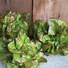 Cegolaine Bibb Lettuce