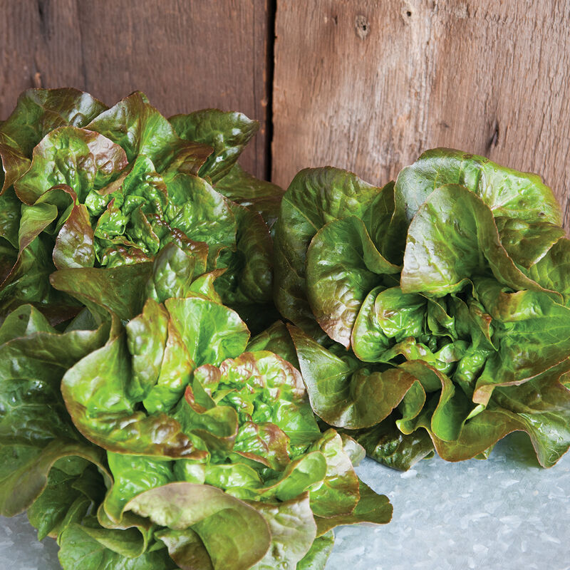 Cegolaine Bibb Lettuce