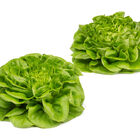 Salanova® Hydroponic Green Butter Salanova® Lettuce