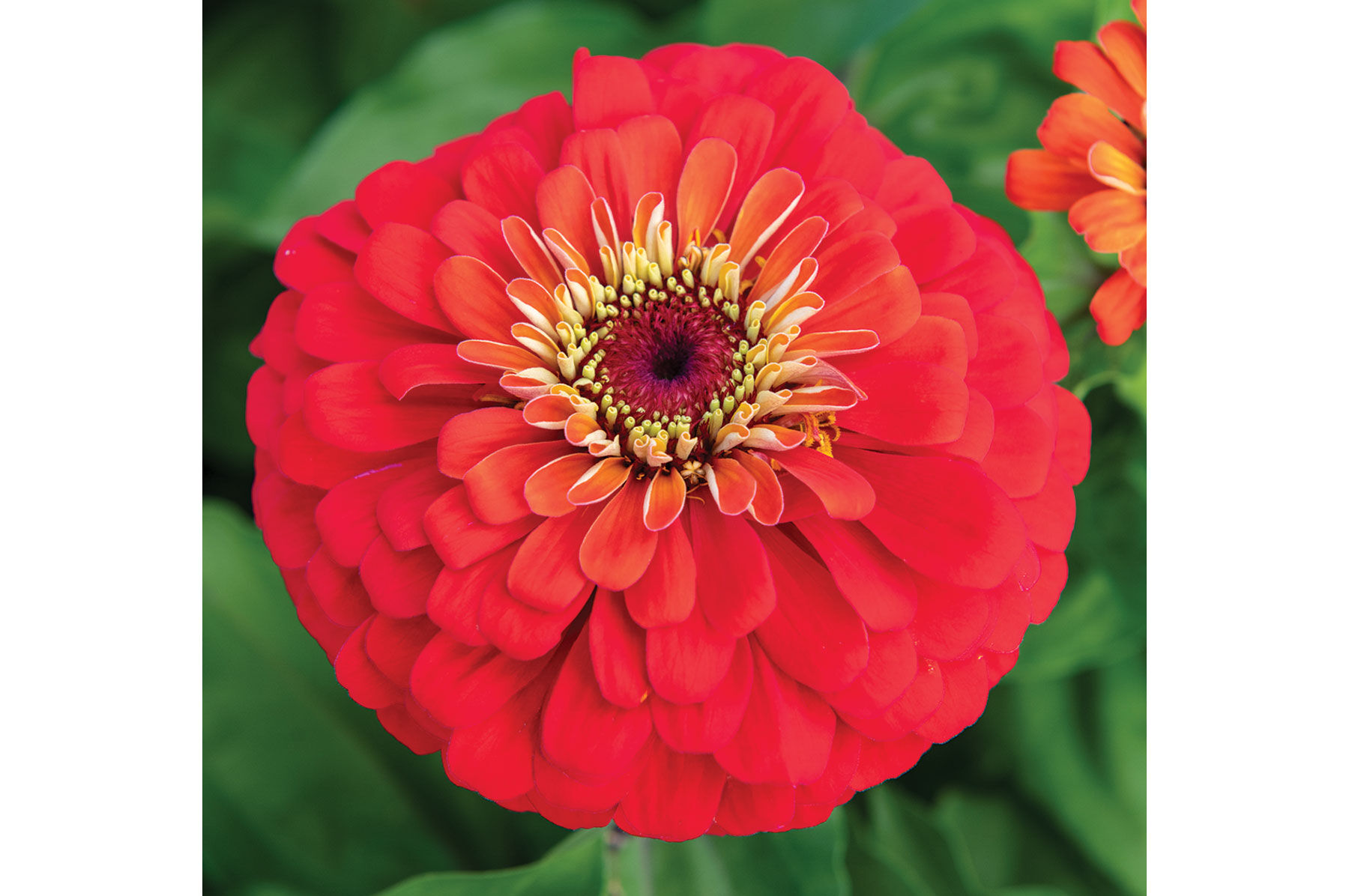 Zinnia Seeds - Unique Varieties | Johnny's Selected Seeds