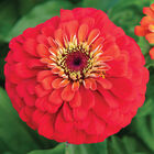 Uproar&trade; Scarlet Zinnias
