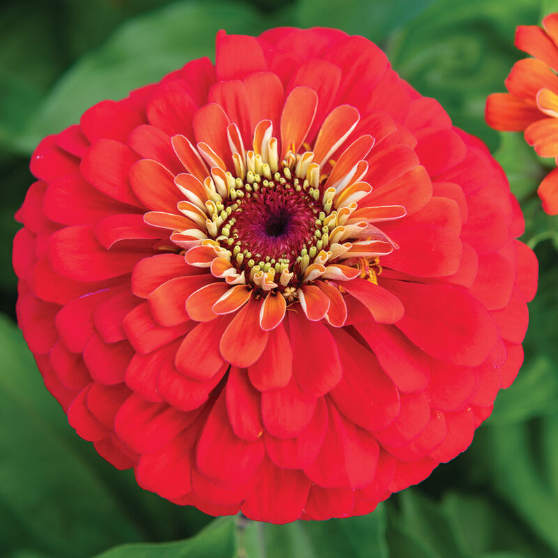 Uproar&trade; Scarlet Zinnias