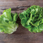 Reno Summer Crisp Lettuce (Batavia)