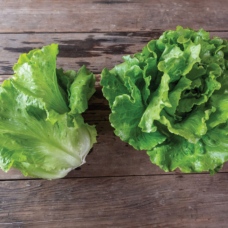 Reno Summer Crisp Lettuce (Batavia)