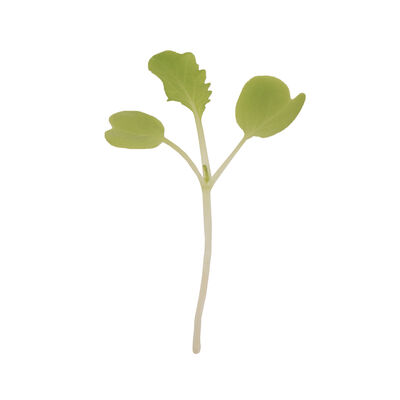Chinese Cabbage, Tokyo Bekana Microgreen Vegetables