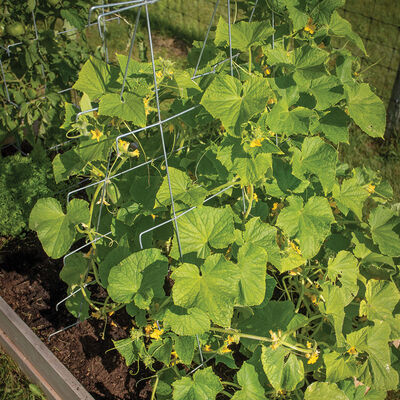Cucumber Trellis – 48" Cucumber Trellis – 48" Cages & Fences