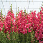 Avignon Deep Rose II Snapdragon