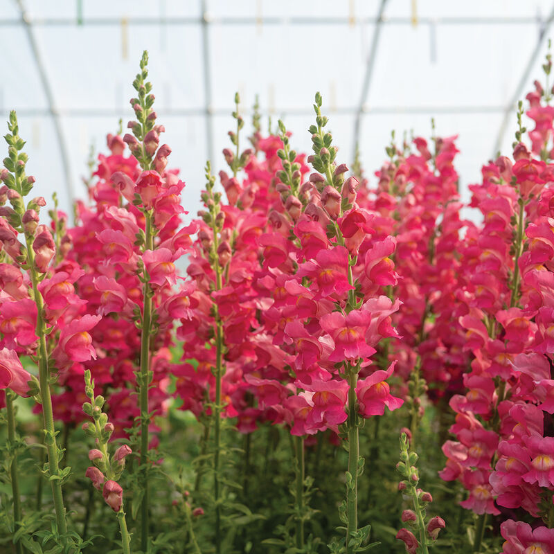 Avignon Deep Rose II Snapdragon