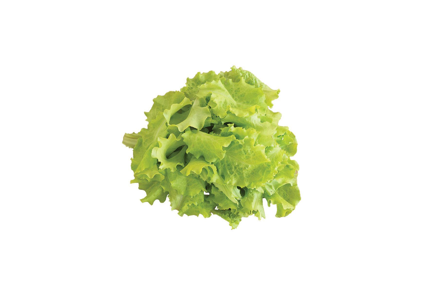 Black Seeded Simpson Leaf Lettuce