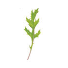 Ember Asian Greens