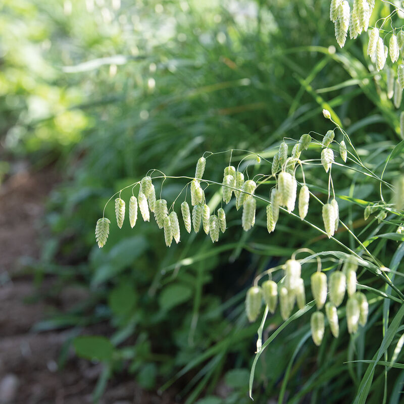 Greater Quaking Grass Grasses, Ornamental