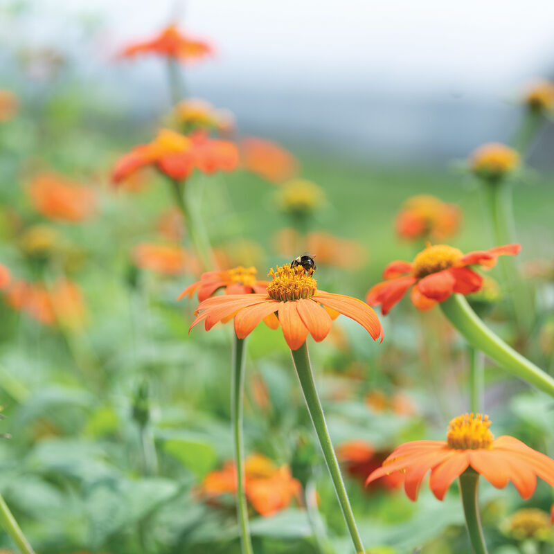 Mexican Sunflower Tithonia (Mexican Sunflower)