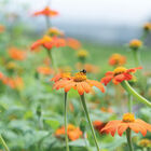 Mexican Sunflower Tithonia (Mexican Sunflower)