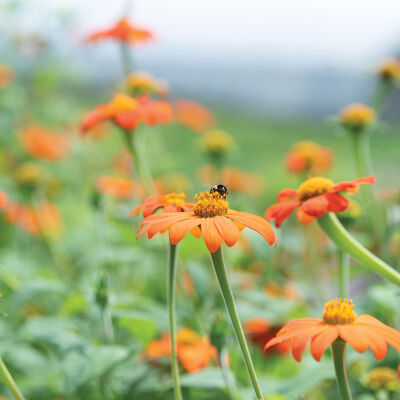 Mexican Sunflower Tithonia (Mexican Sunflower)