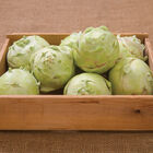 Kossak Storage Kohlrabi