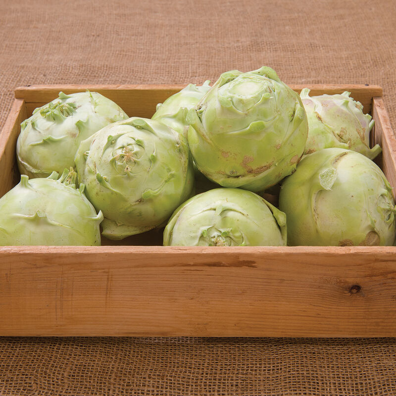 Kossak Storage Kohlrabi