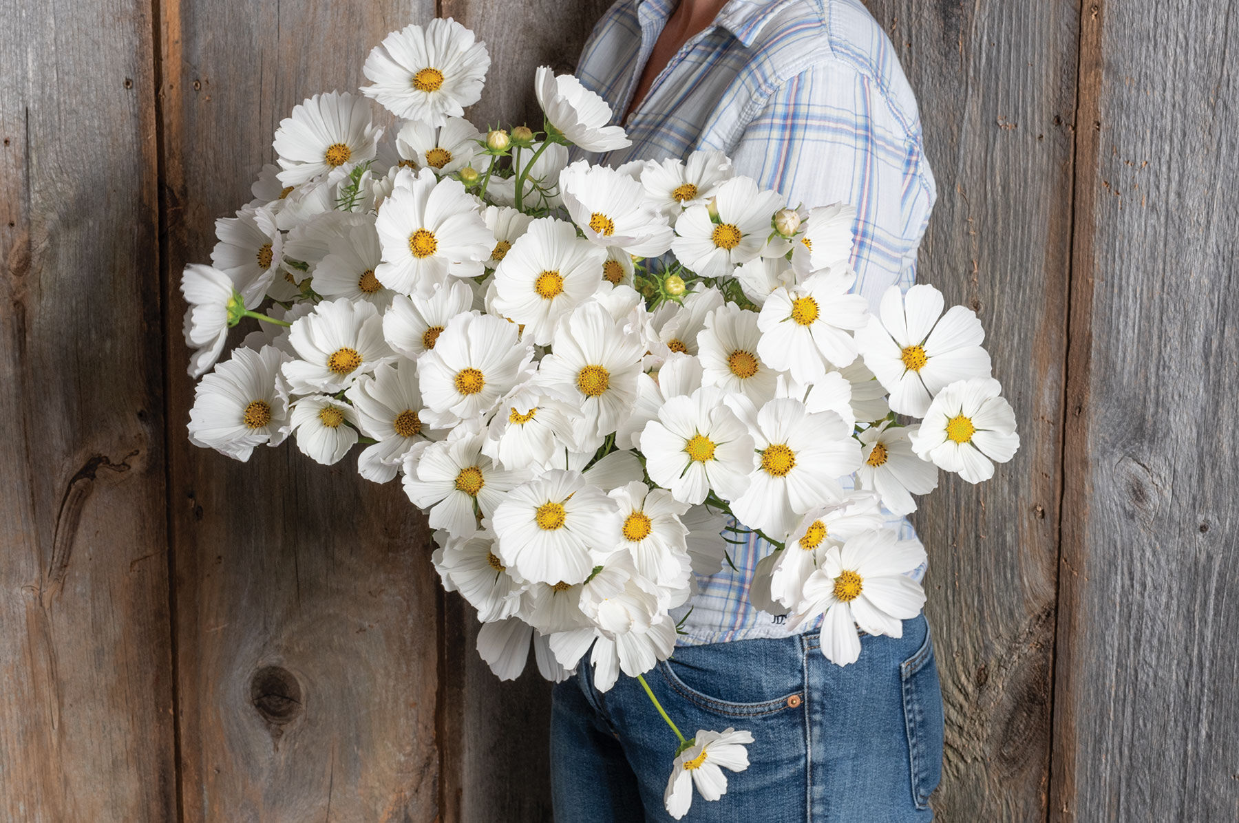 White cosmos hot sale flower