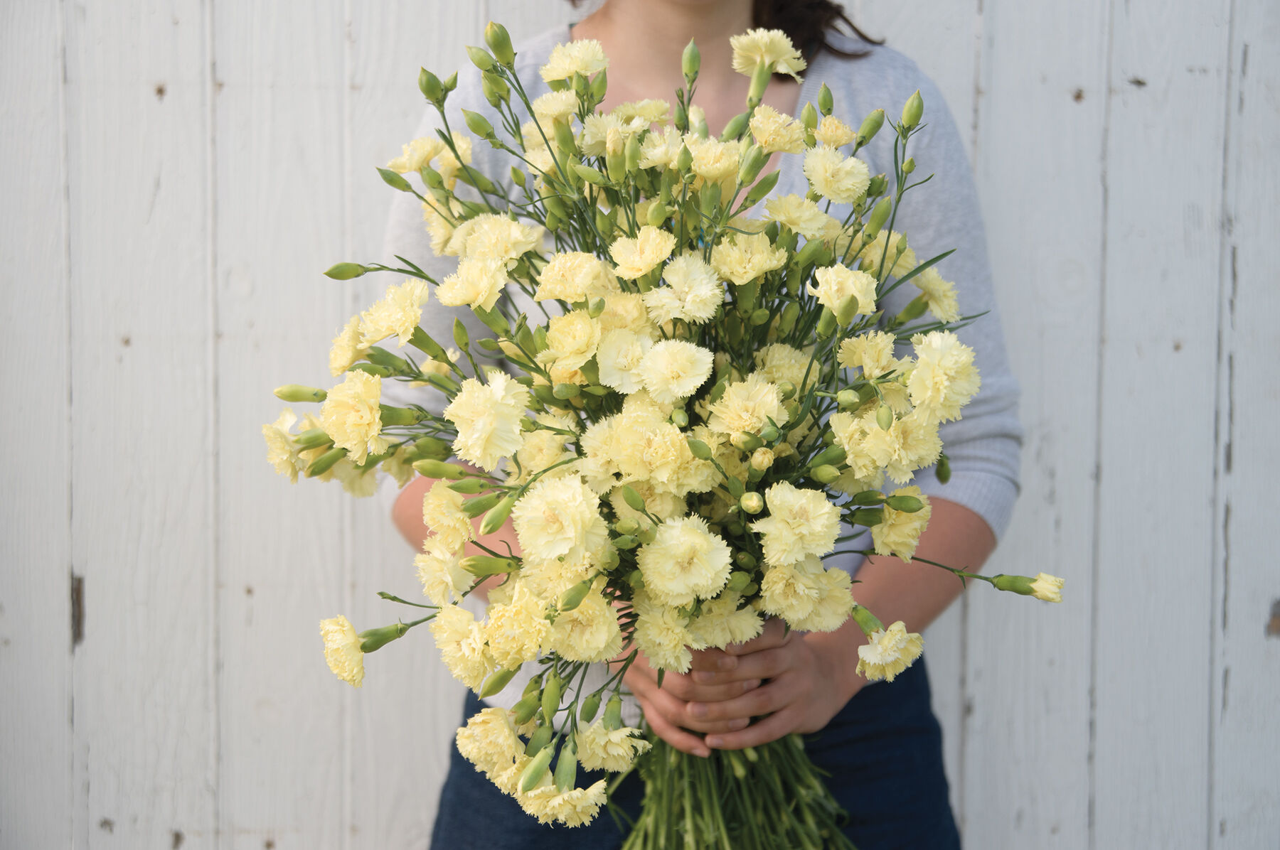 Marie Chabaud Dianthus (Sweet William)