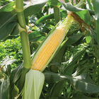 Vision MXR Sweet Corn