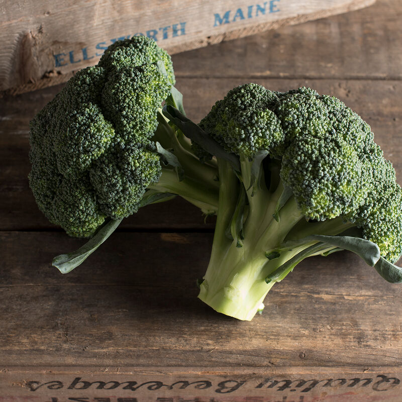 Amadeus Standard Broccoli