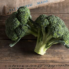 Amadeus Standard Broccoli
