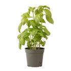 Genovese Genovese Basil