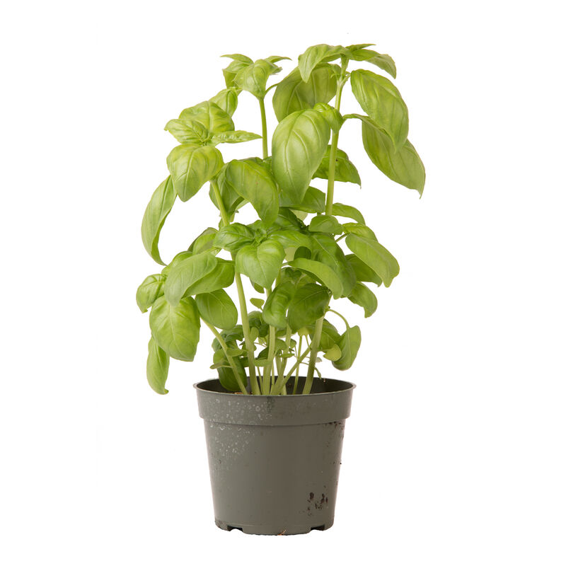 Genovese Genovese Basil