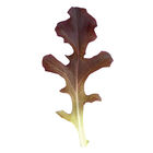 Garrison Oakleaf Lettuce