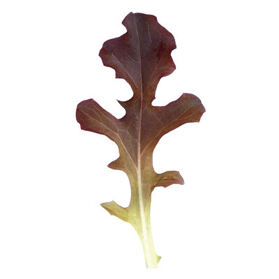 Garrison Oakleaf Lettuce