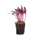 Orach, Ruby Red Microgreen Vegetables