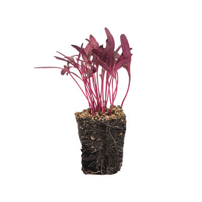 Orach, Ruby Red Microgreen Vegetables