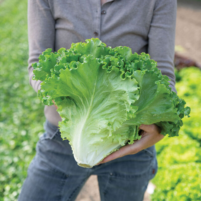 Gordini Summer Crisp Lettuce (Batavia)
