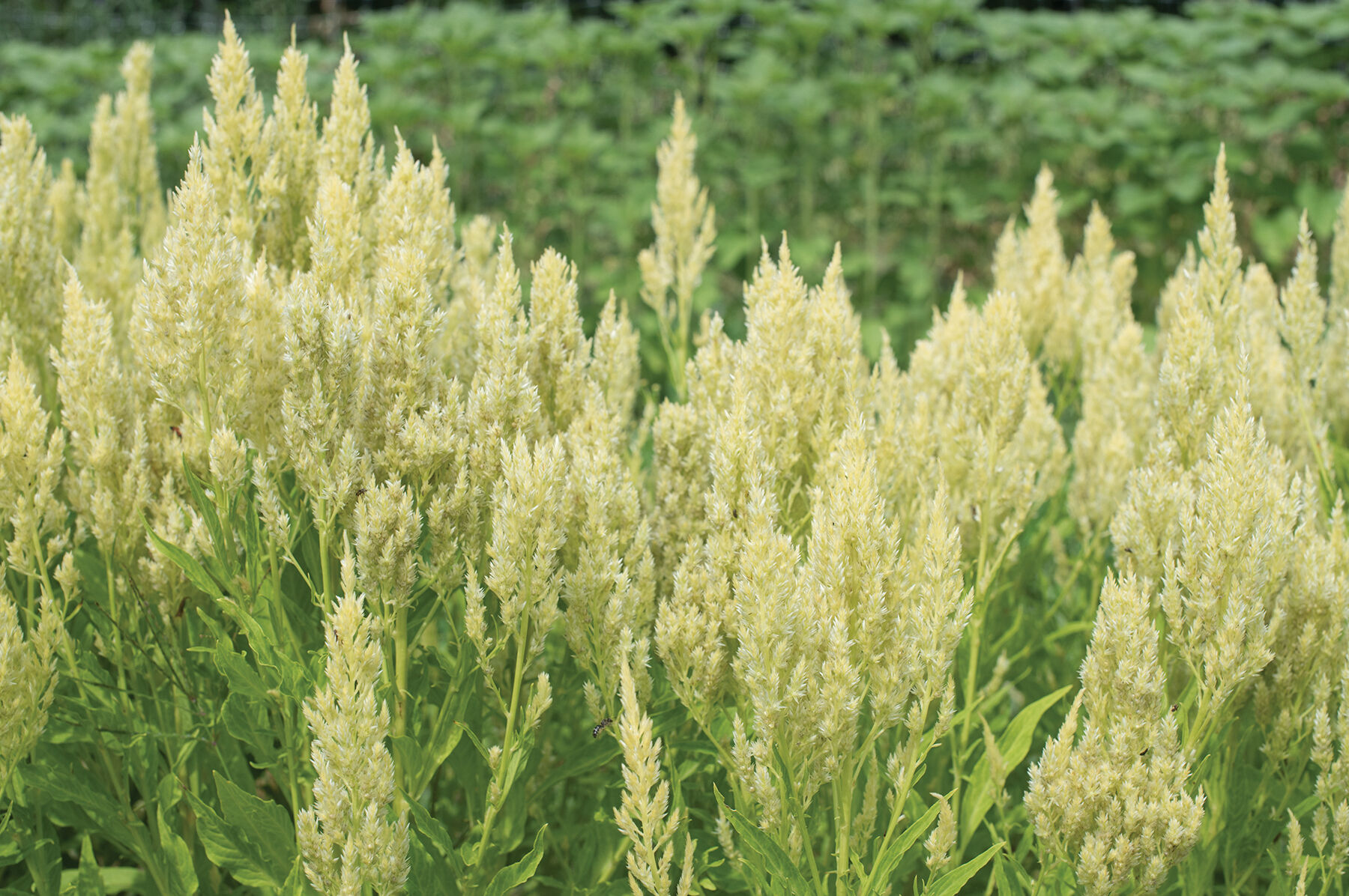 Johnny's Selected Seeds Sylphid Celosia Seed