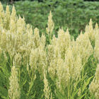 Sylphid Celosia