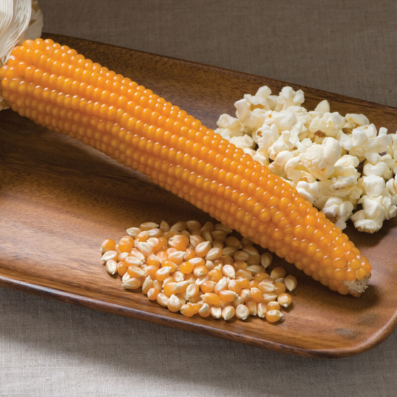 Robust 997 Dry Corn
