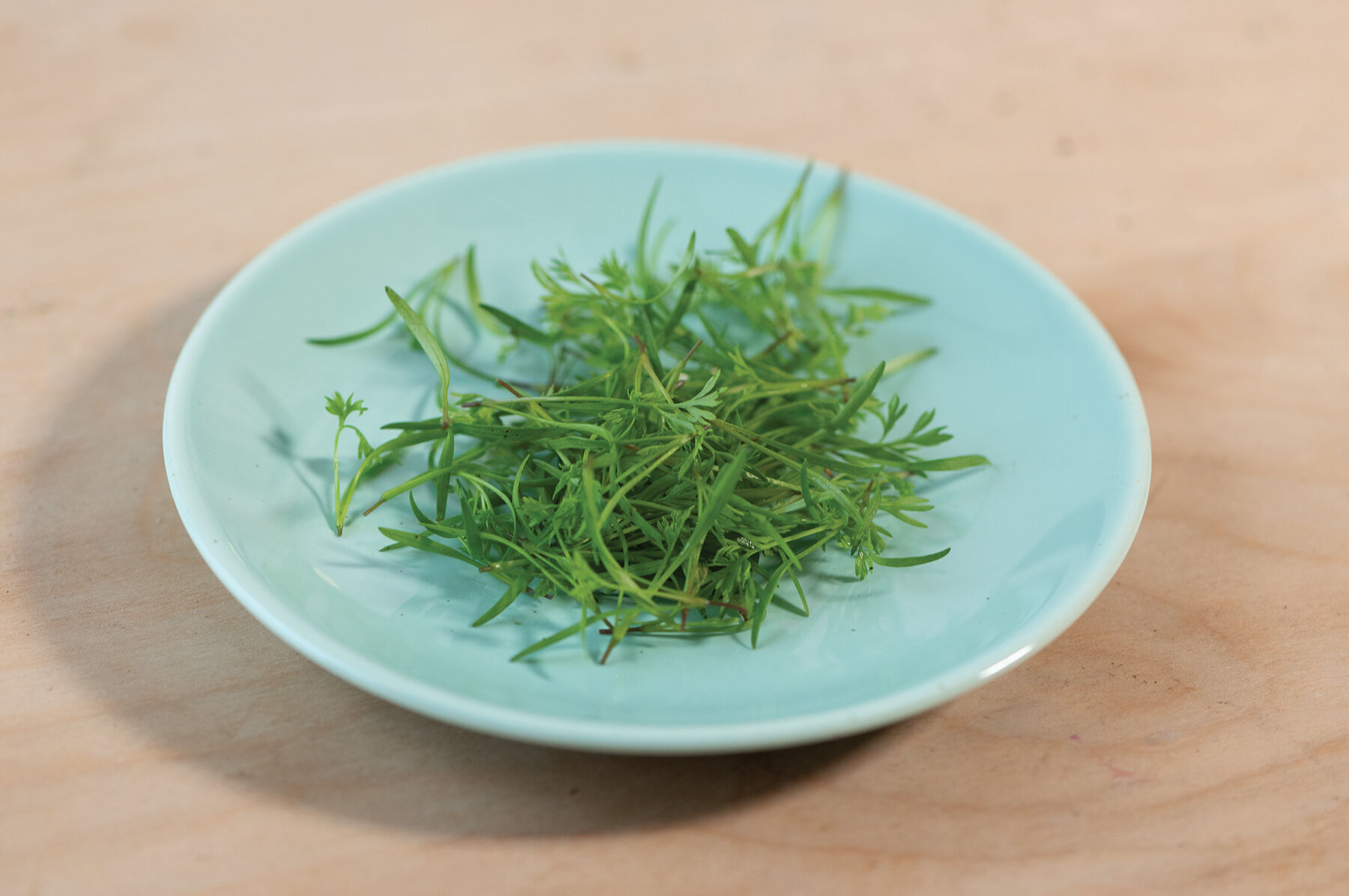 Carrot Microgreen Vegetables