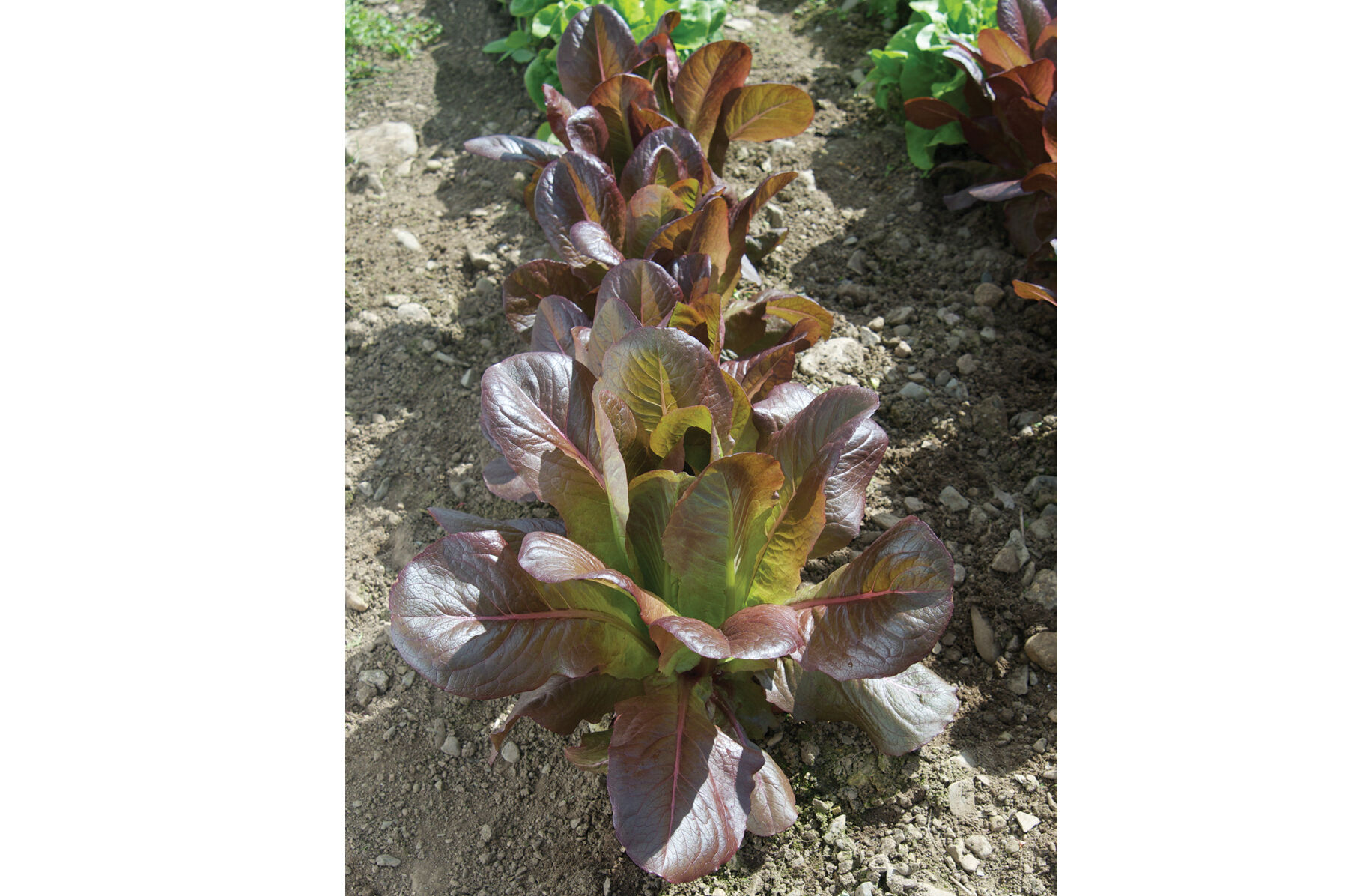 Rouge d'Hiver Romaine Lettuce (Cos)