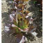 Rouge d'Hiver Rouge d'Hiver Romaine Lettuce (Cos)
