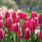 Rosy Delight&reg; Tulips