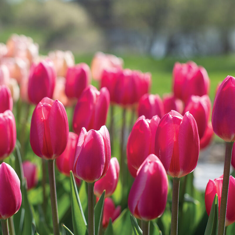 Rosy Delight&reg; Tulips