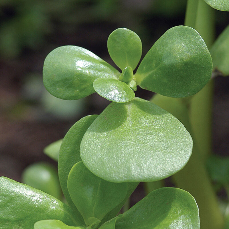 Goldberg Golden Purslane Specialty Greens