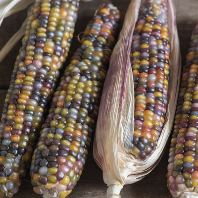 Glass Gem Dry Corn