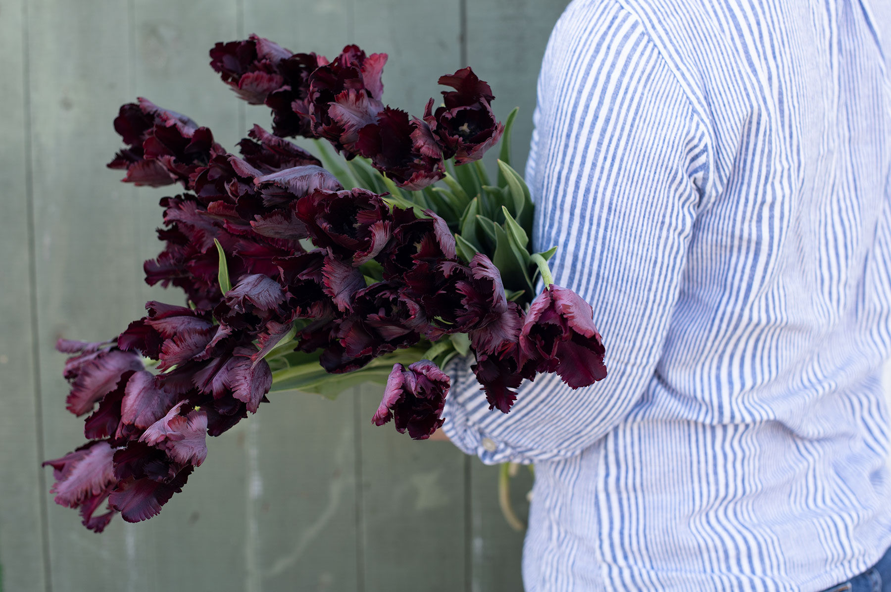 Black parrot tulip sale