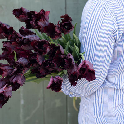 Black Parrot Tulips