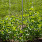 Bean Tower – 60" Cages & Fences