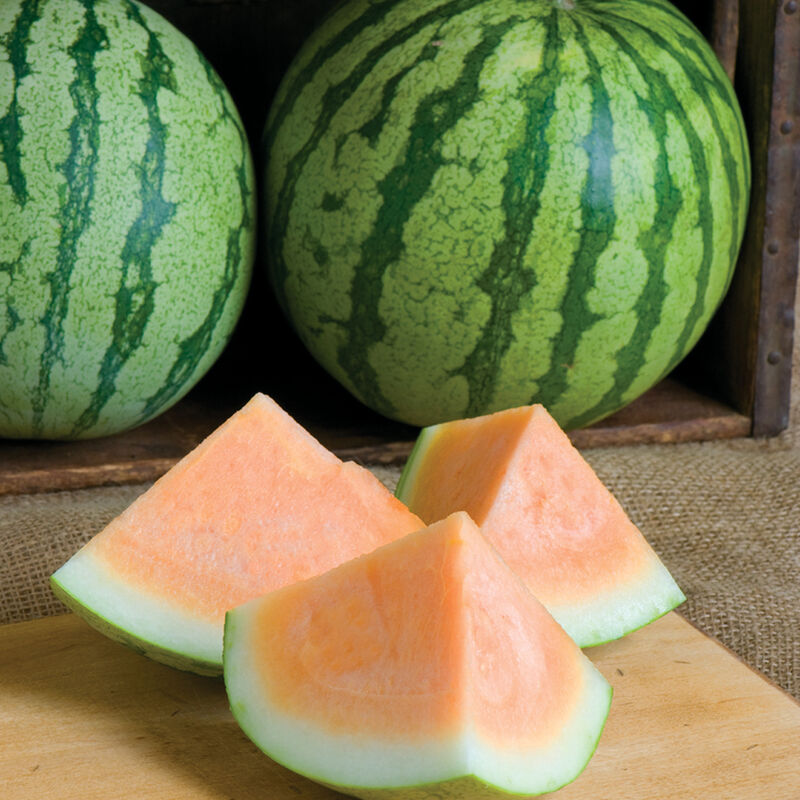 Orange Crisp Orange Crisp Triploid Watermelons (Seedless)