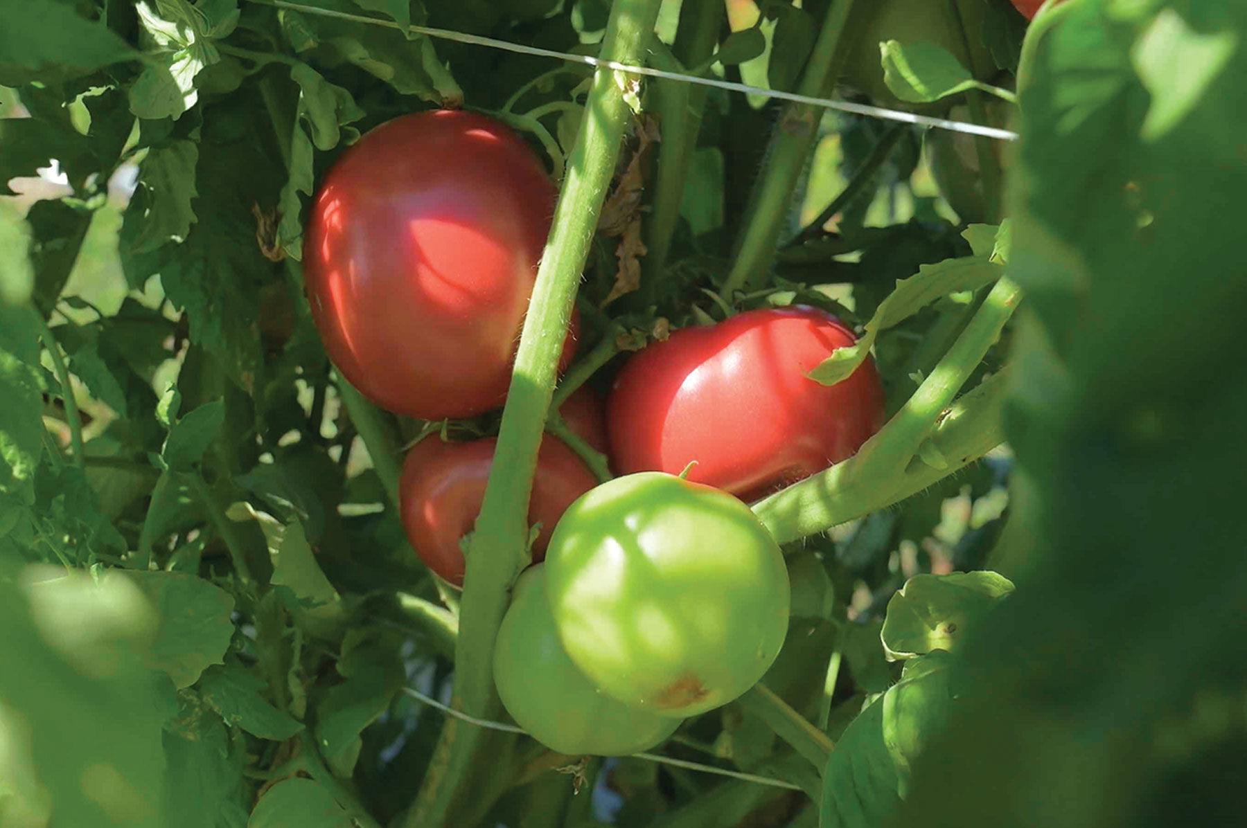 とまとページ Strawberry Fields - Organic (F1) Tomato Seed | Johnny's Selected Seeds